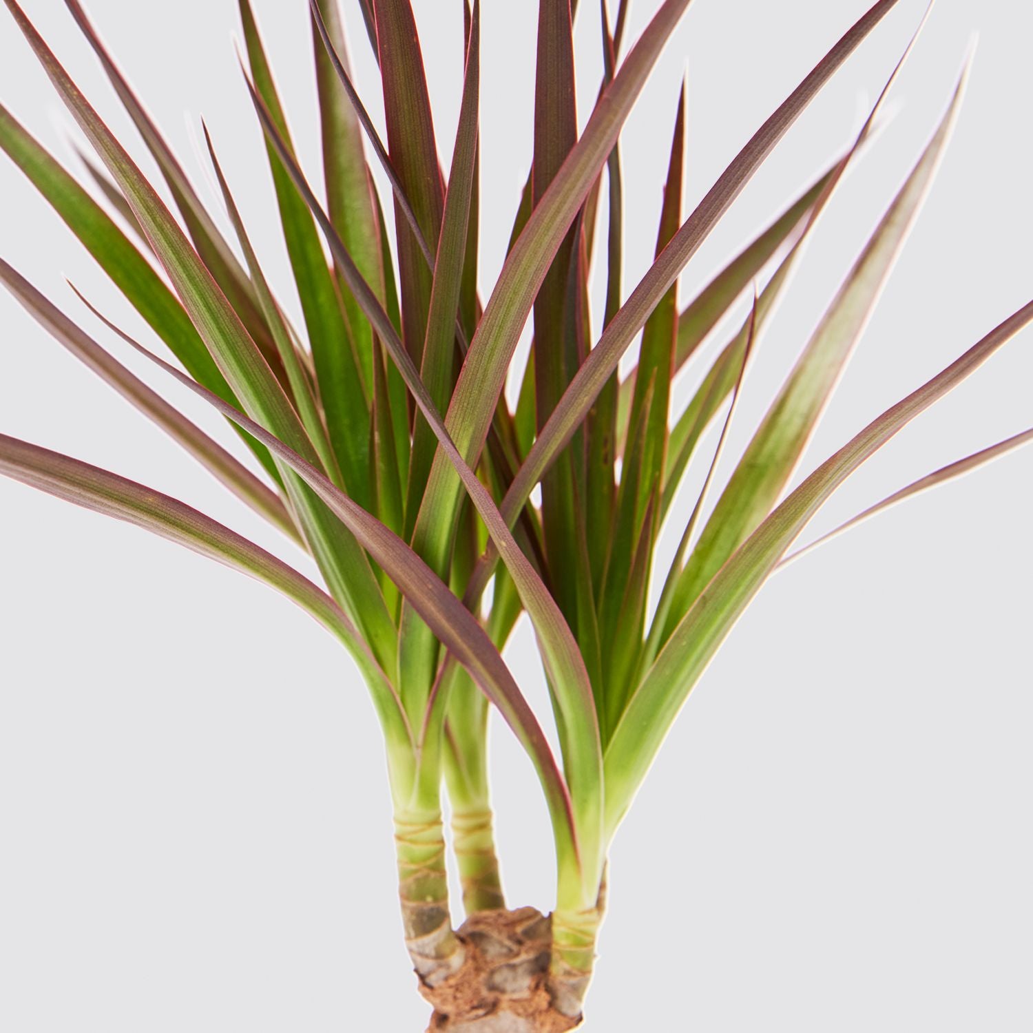 Dracaena Marginata