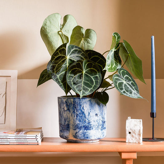 Anthurium Clarinervium