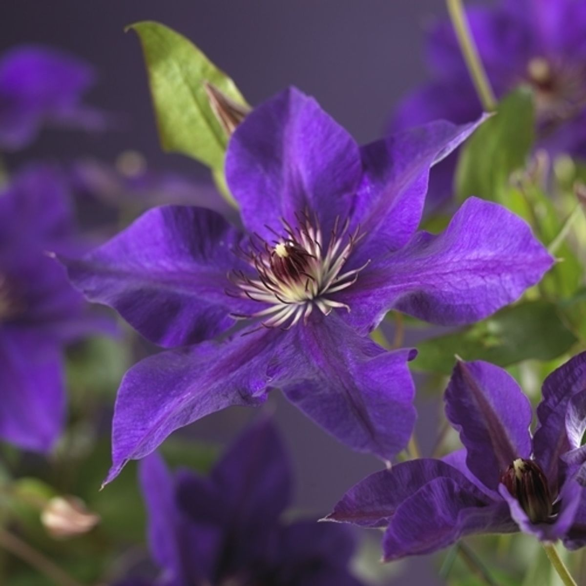 Clematis - the president