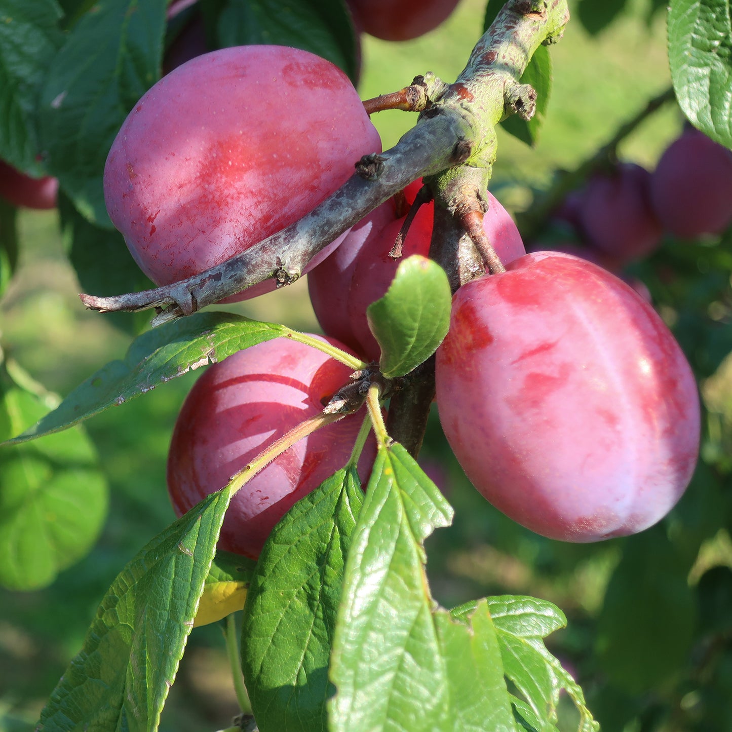 Plum tree | Patch Plants