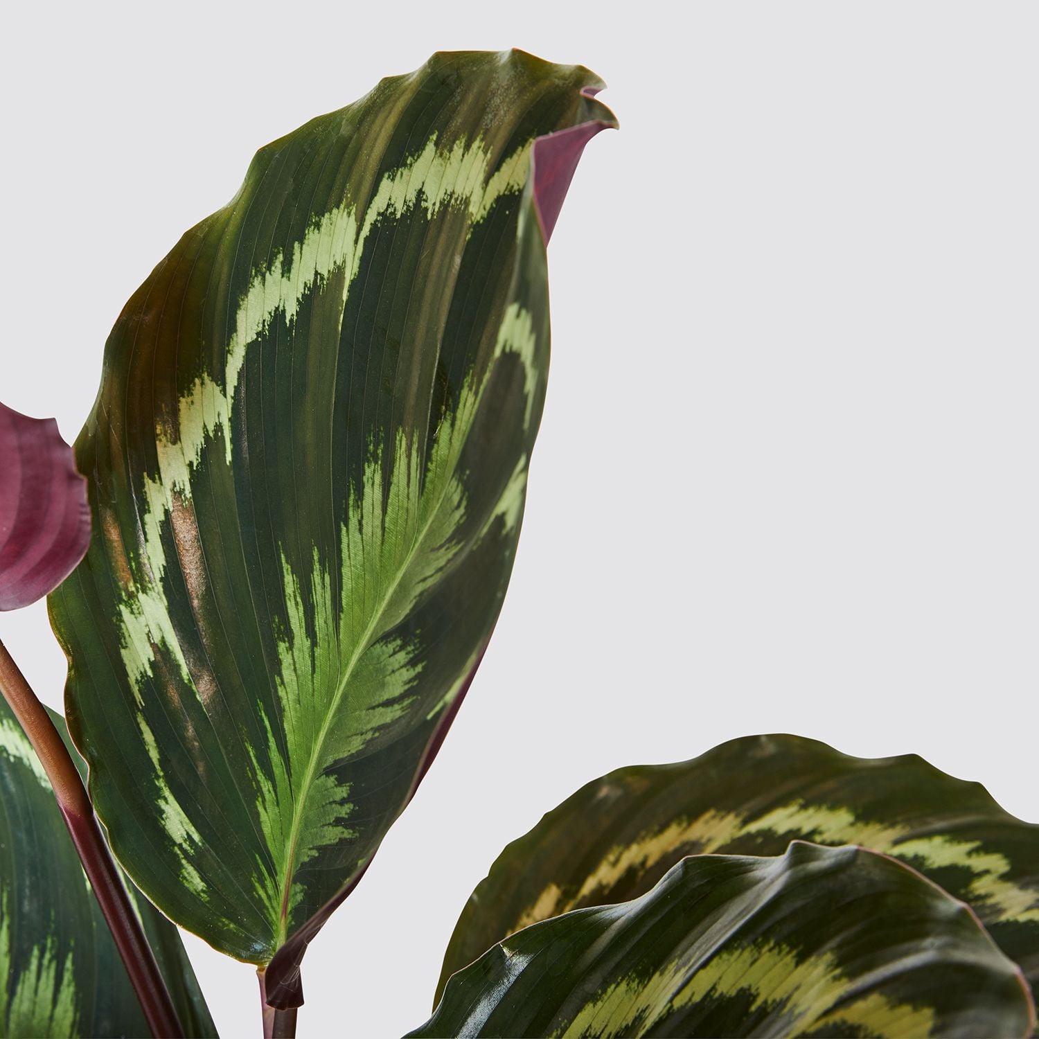 Calathea