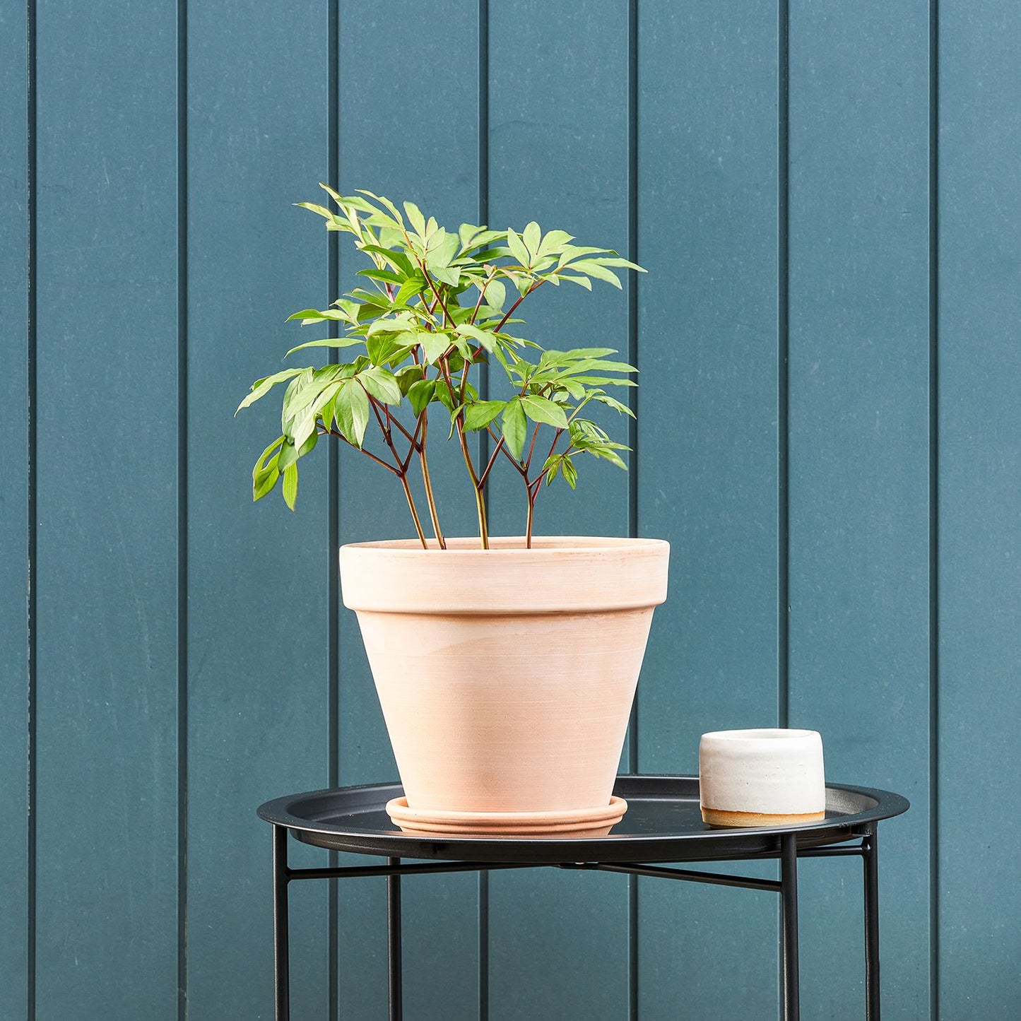 Peony potted roots - pink