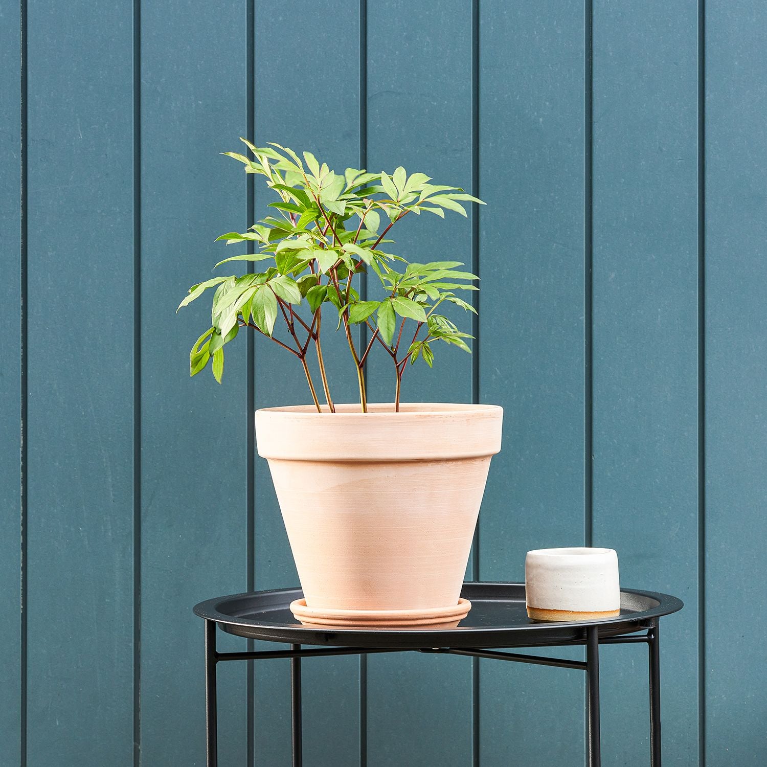 Peony potted roots - pink
