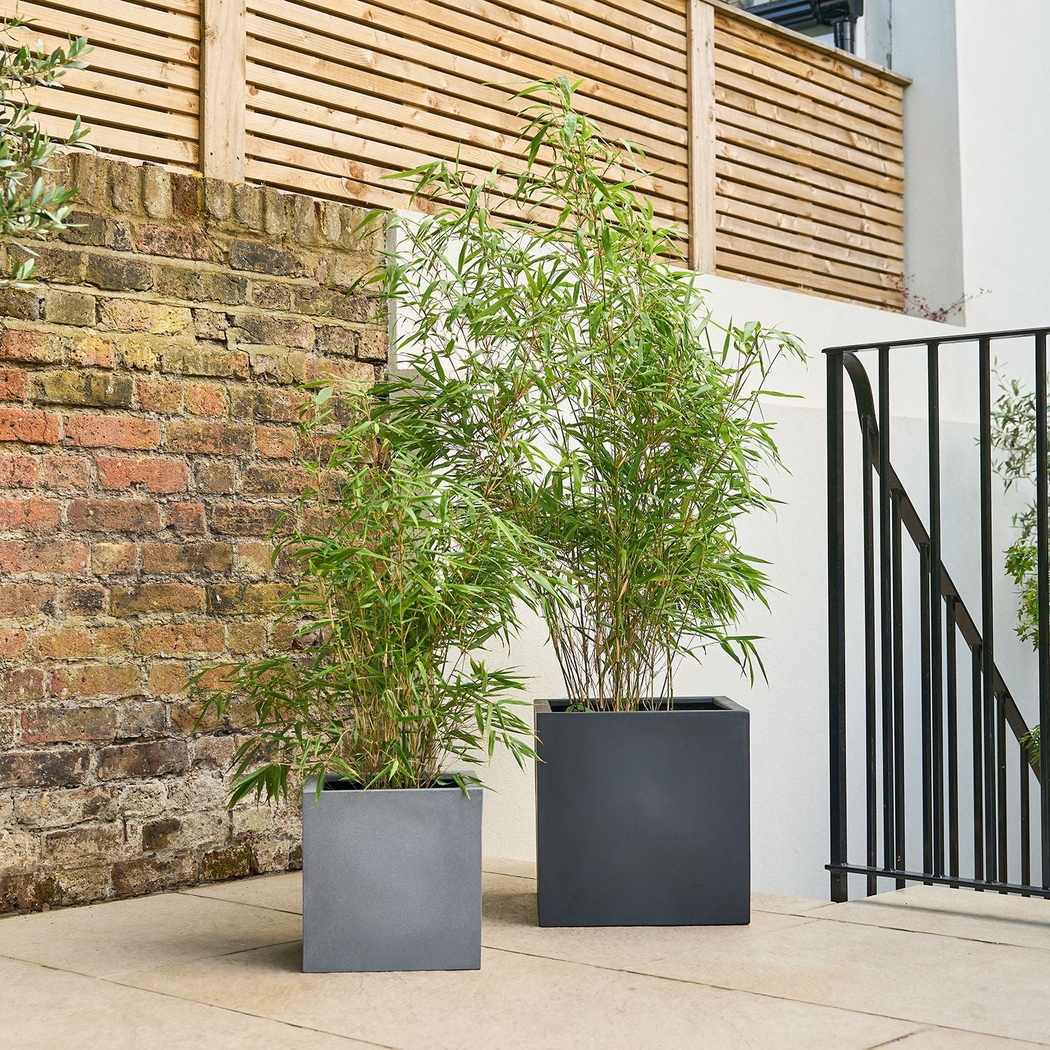 Fargesia Bamboo