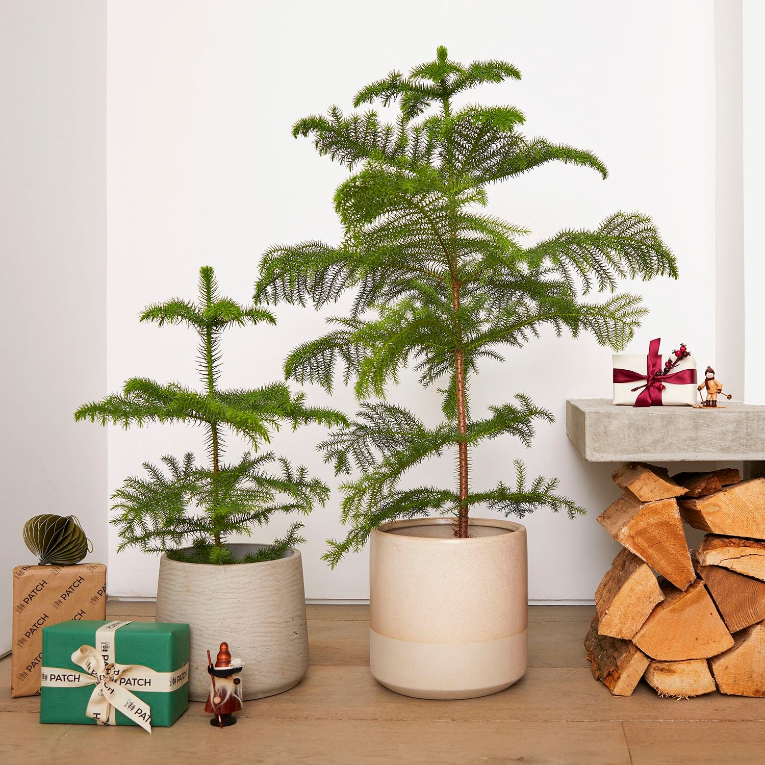 Norfolk island pine