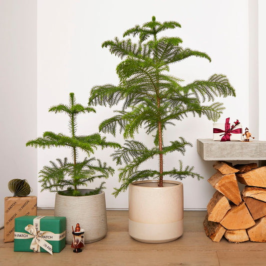 Norfolk island pine