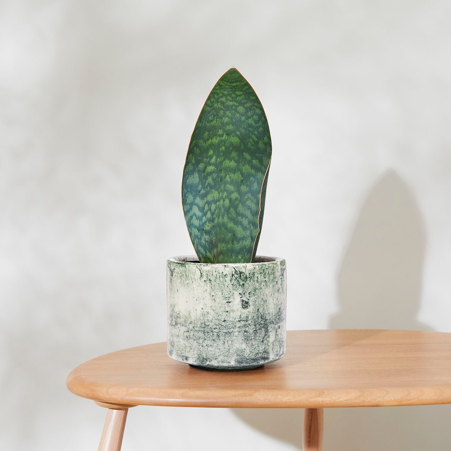 Sansevieria Masoniana victoria