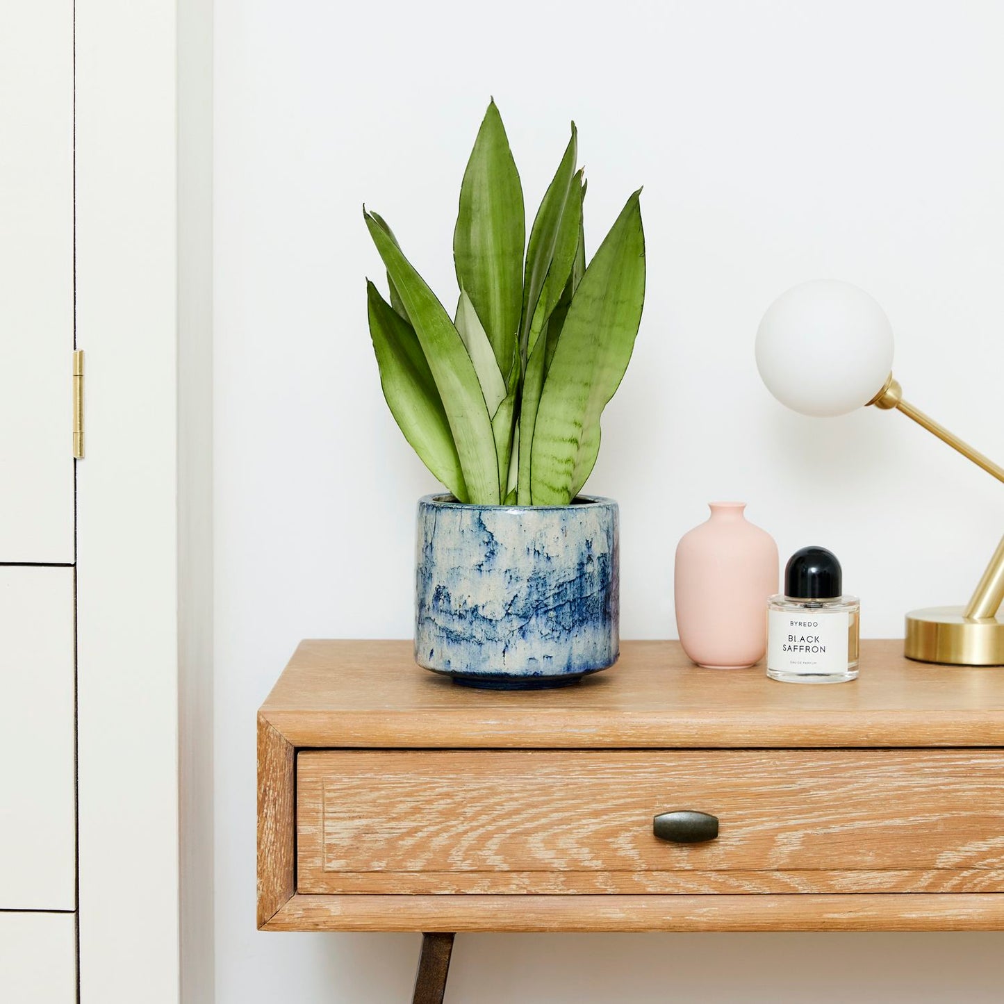 Sansevieria moonshine