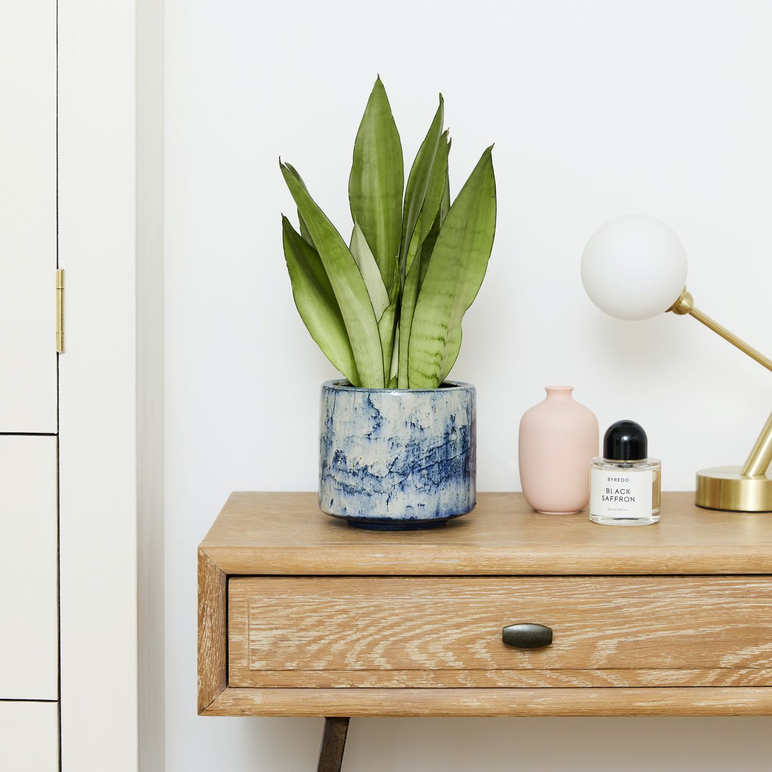 Sansevieria moonshine