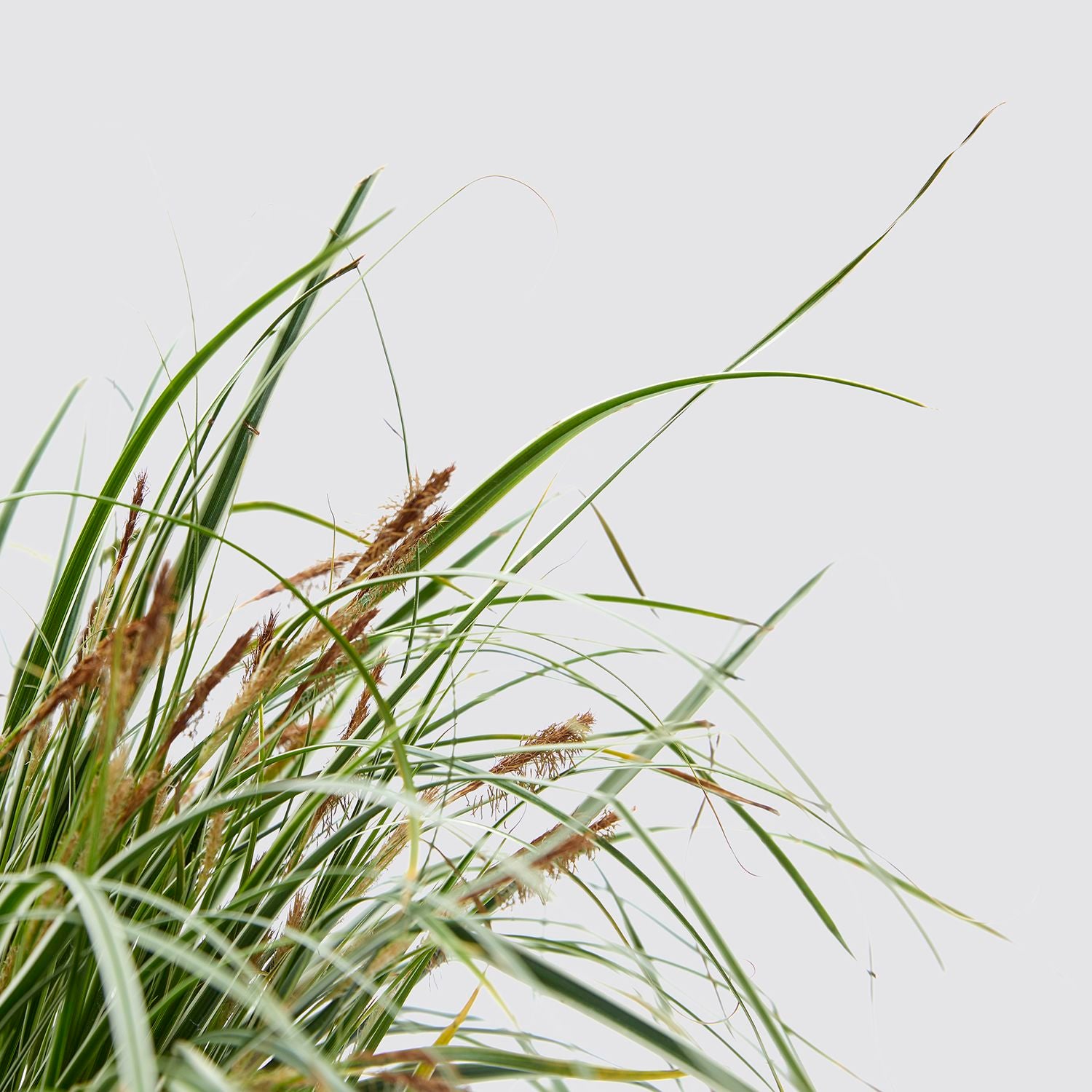 Carex brunnea