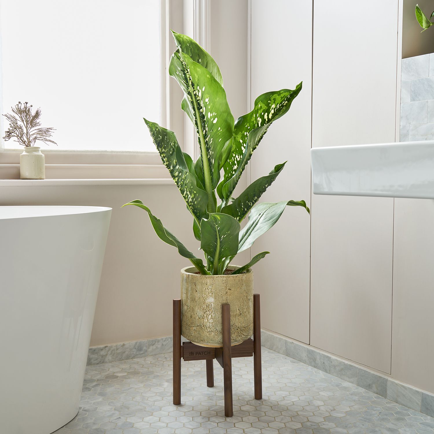 Dieffenbachia Cayman