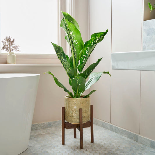 Dieffenbachia Cayman