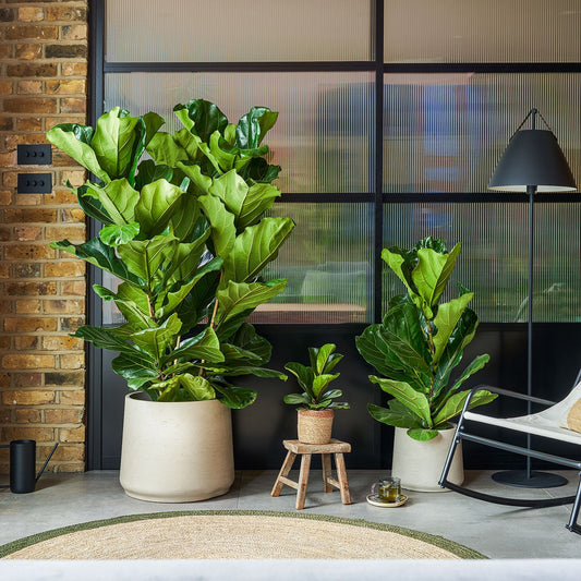 Ficus Lyrata