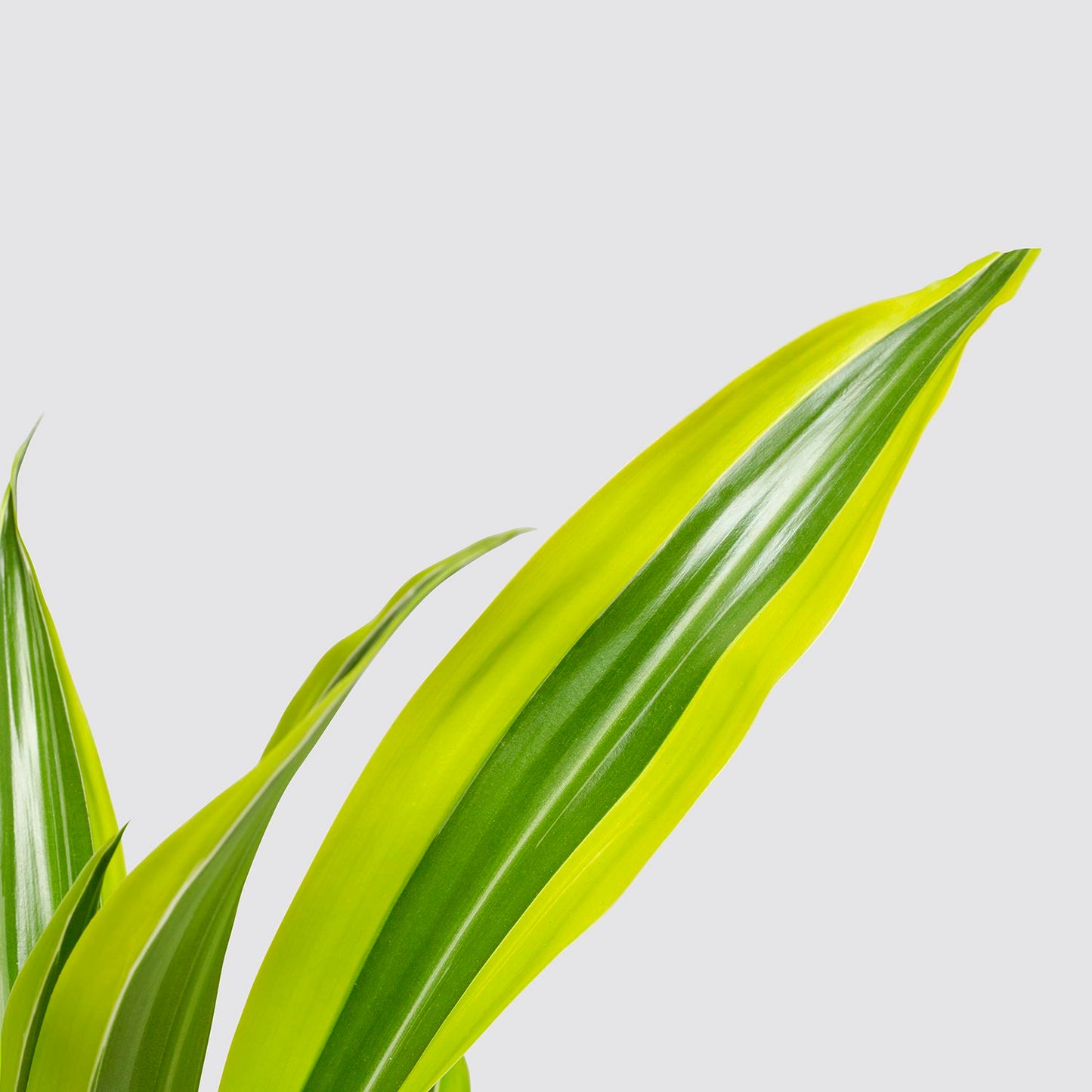 Dracaena fragrans