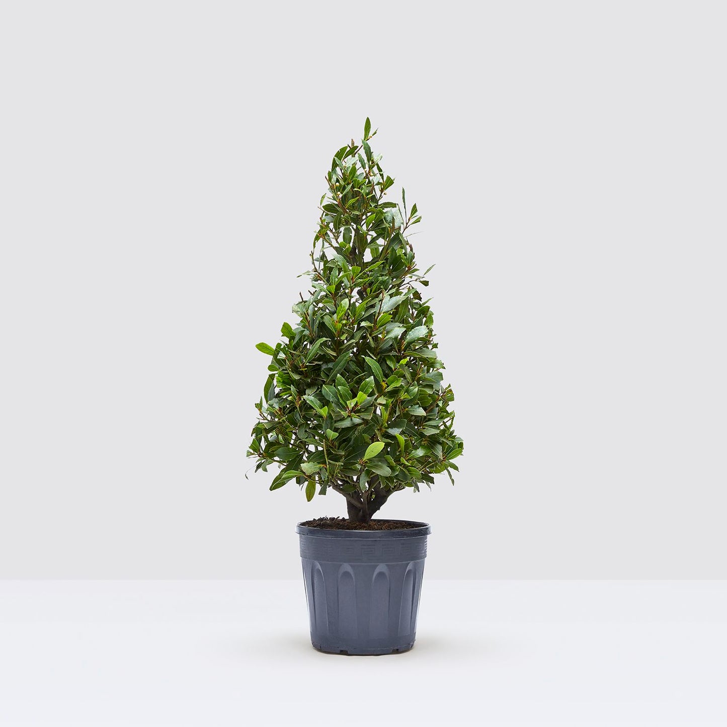 Laura shrub