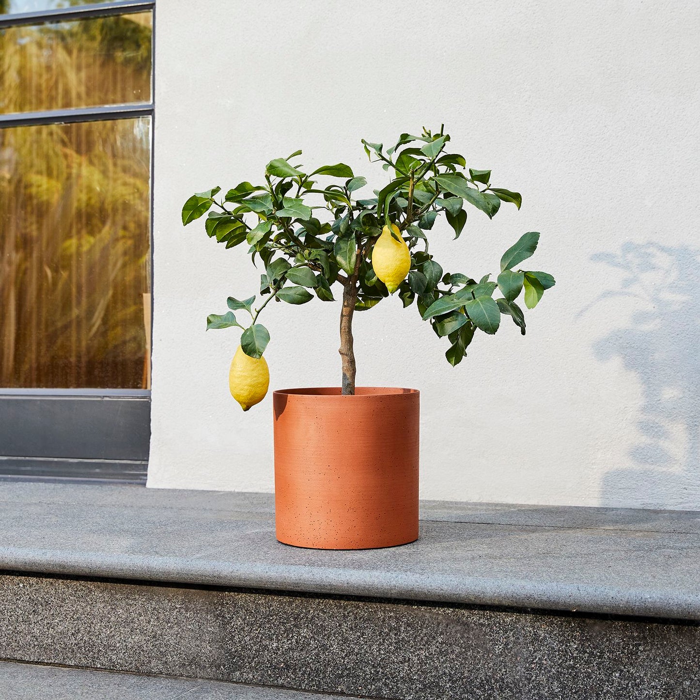 Lemon Tree