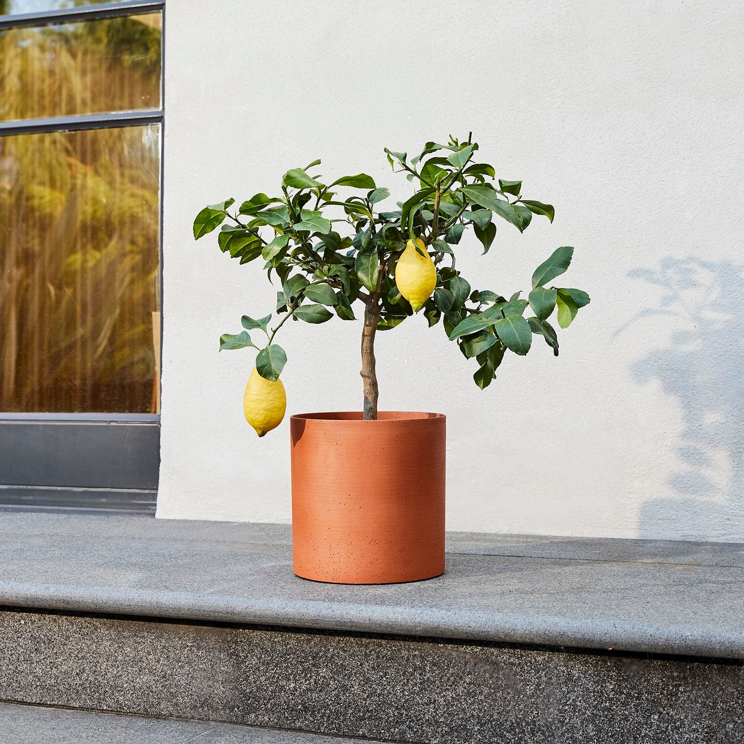 Lemon Tree