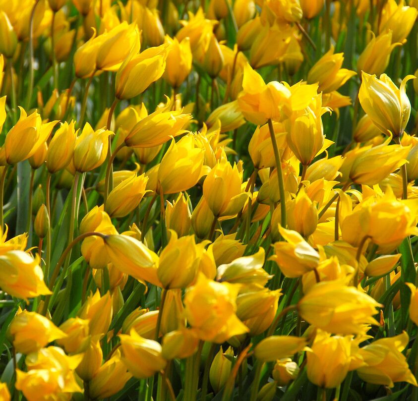 Wild Garden spring bulbs