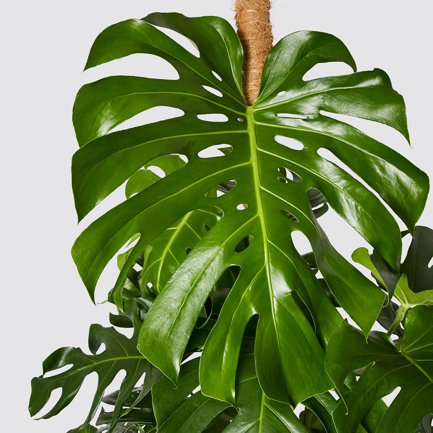Swiss cheese plant