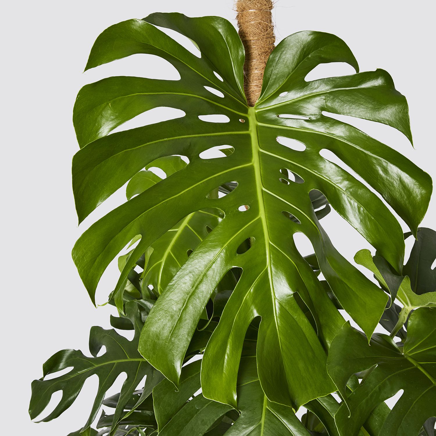Swiss cheese plant