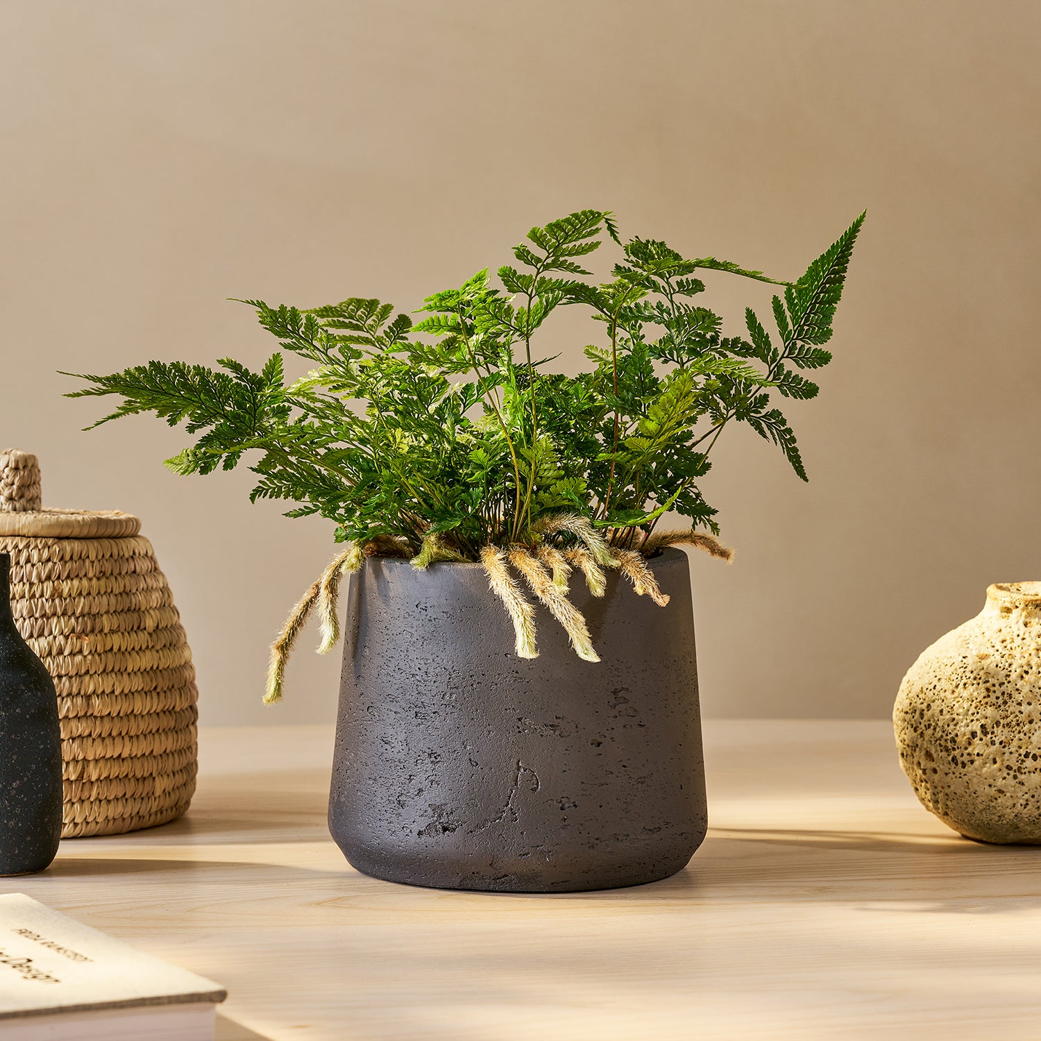 White rabbits foot fern | Patch Plants