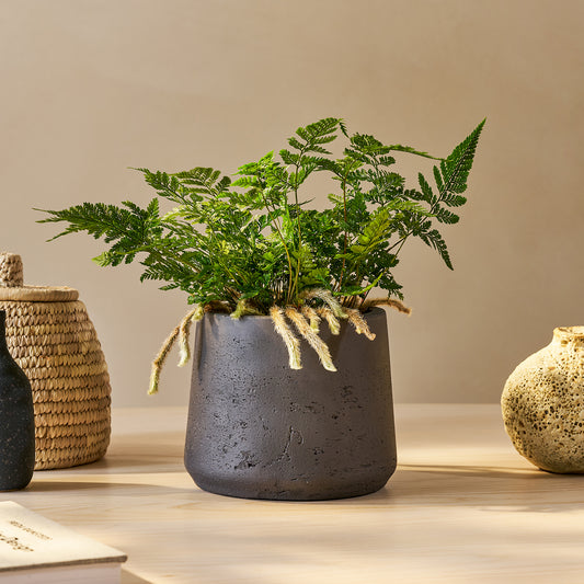 White rabbits foot fern | Patch Plants
