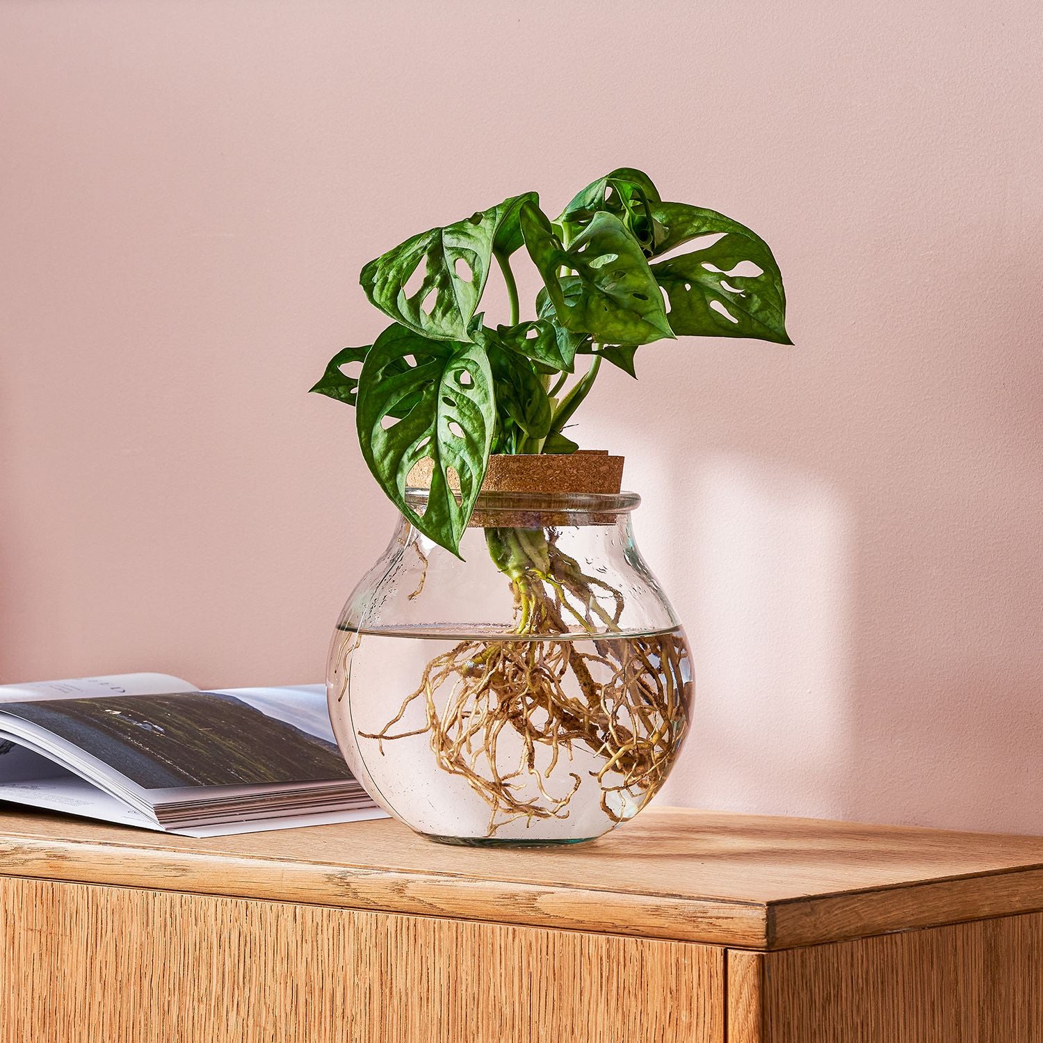 Hydroponic monstera adansonii
