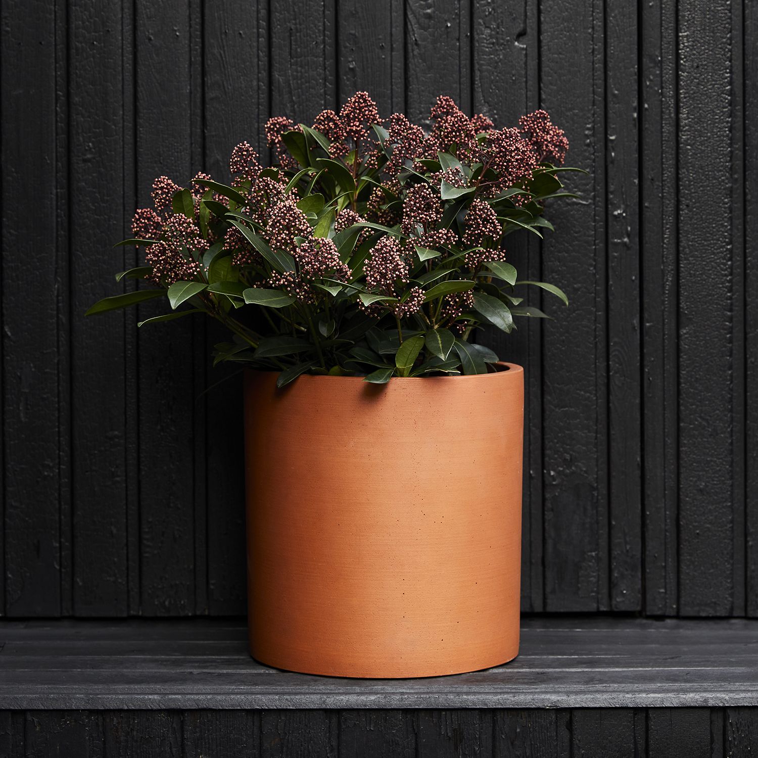 Skimmia japonica - red