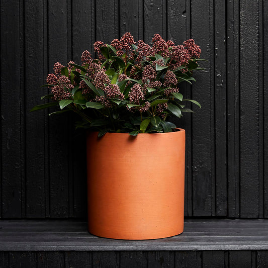 Skimmia japonica - red