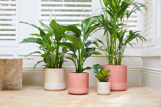 Dipped pot