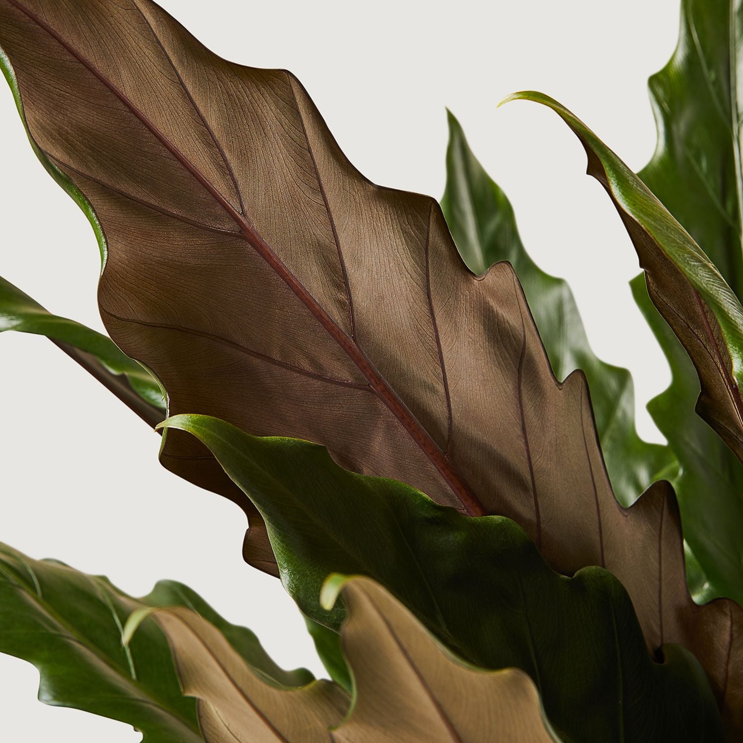 Alocasia lauterbachiana