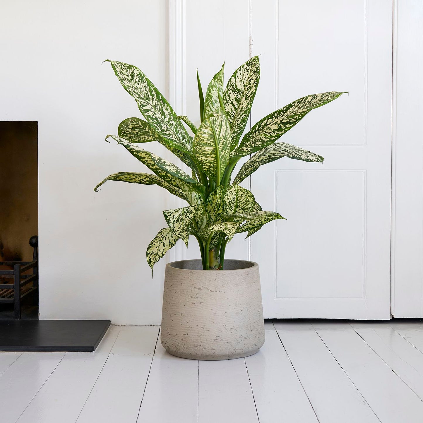 Dieffenbachia 'White Etna'