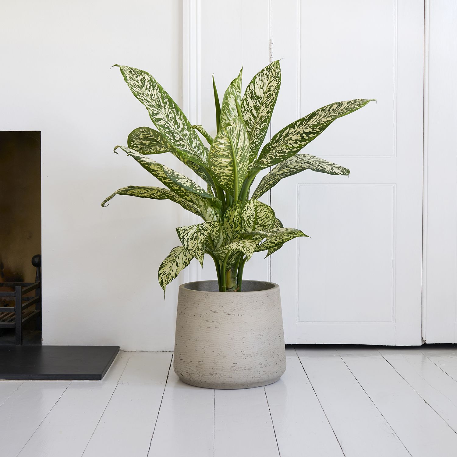 Dieffenbachia 'White Etna'
