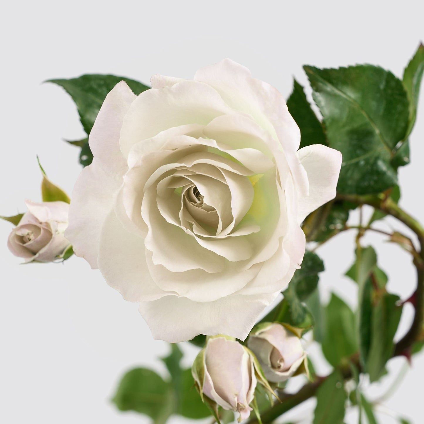 Climbing rose - white
