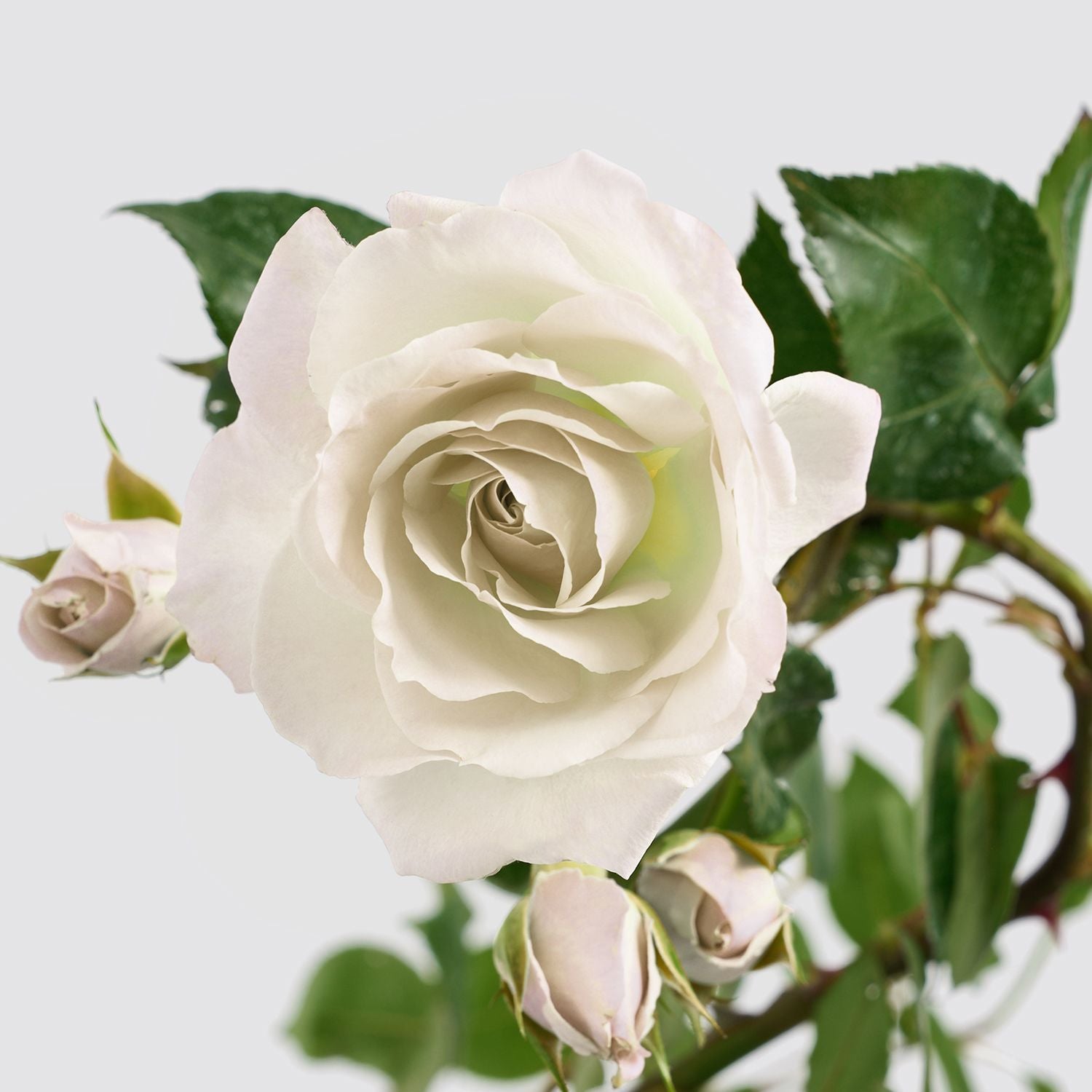 Climbing rose - white