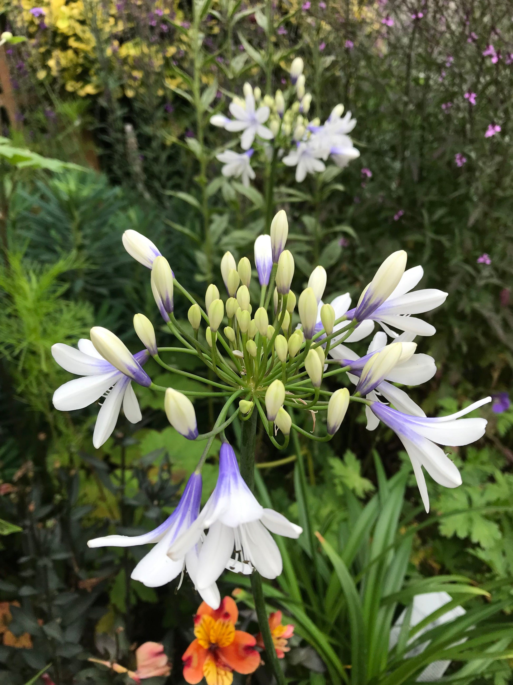 Summer flowering