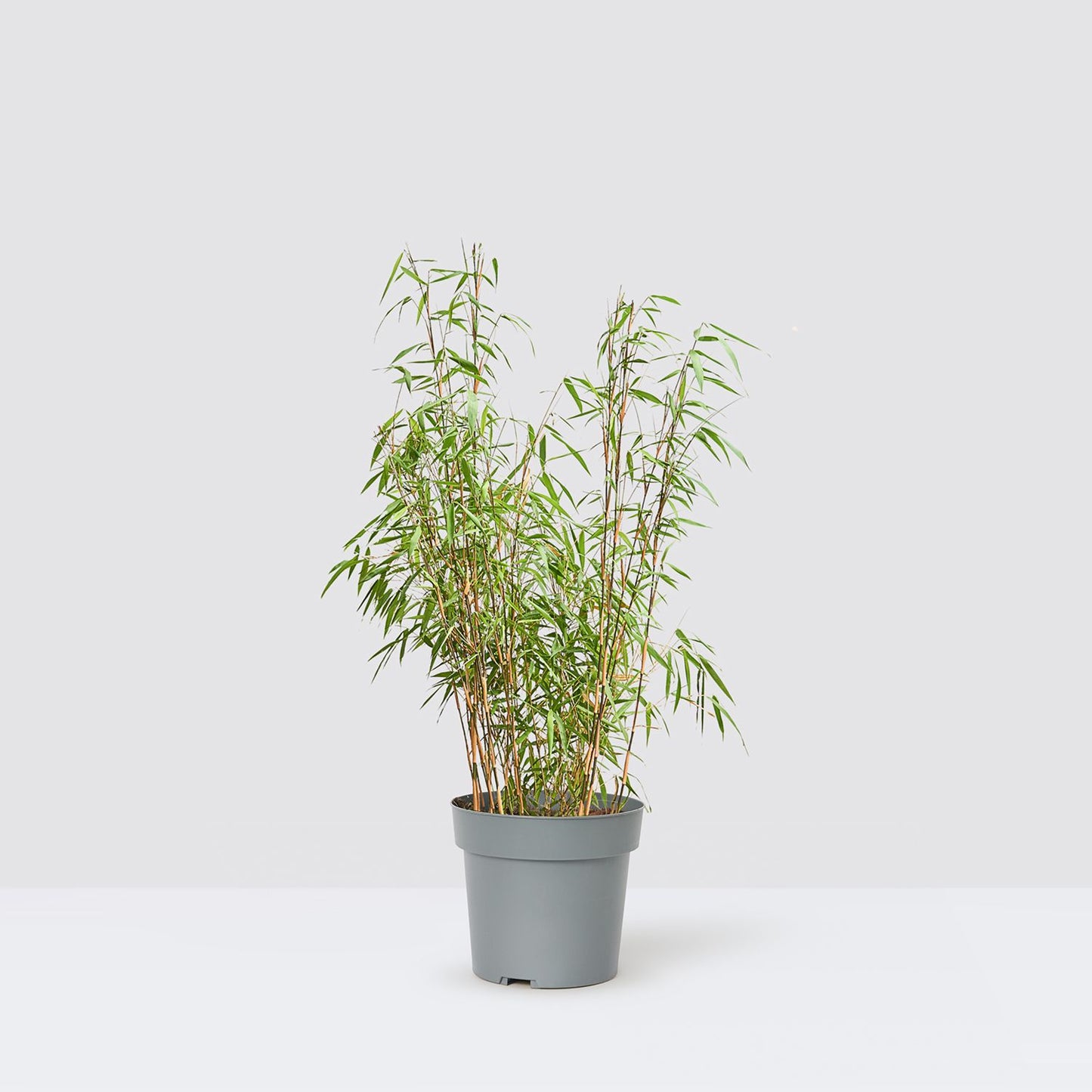 Bamboo - red stem