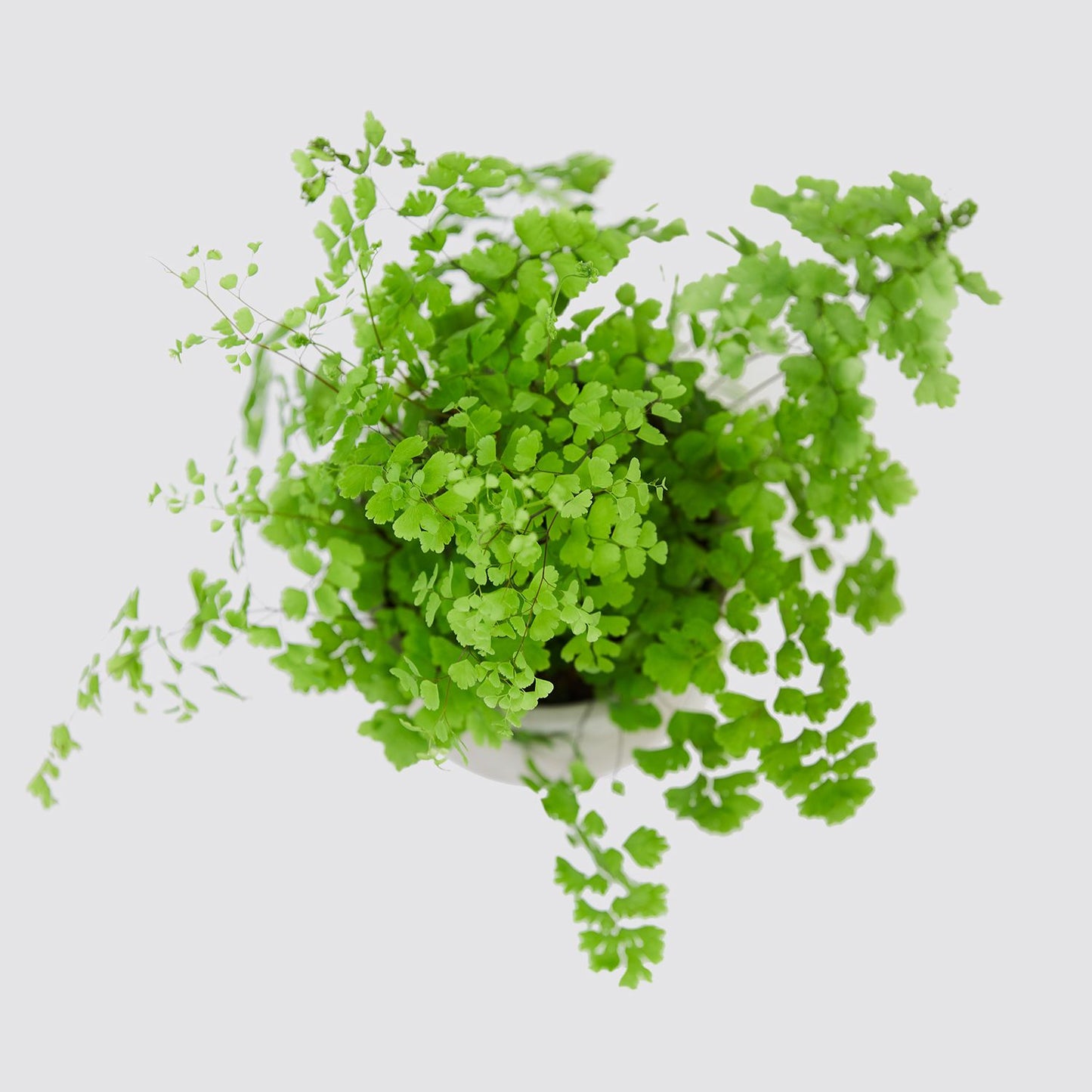 Maidenhair fern