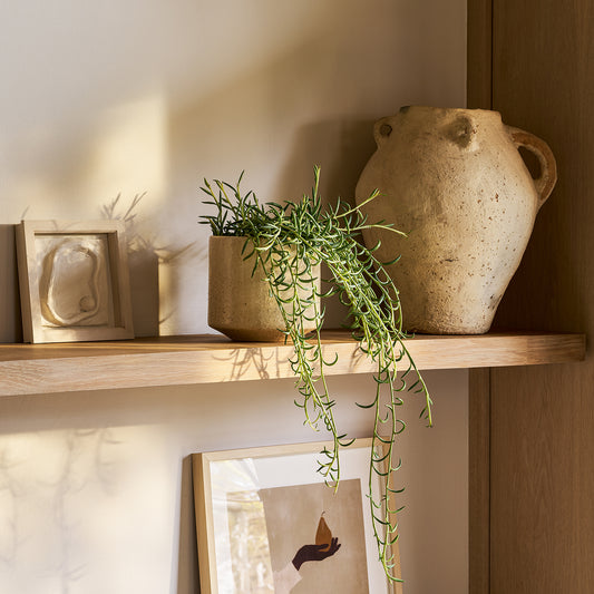 String of Fish Hooks | Patch Plants