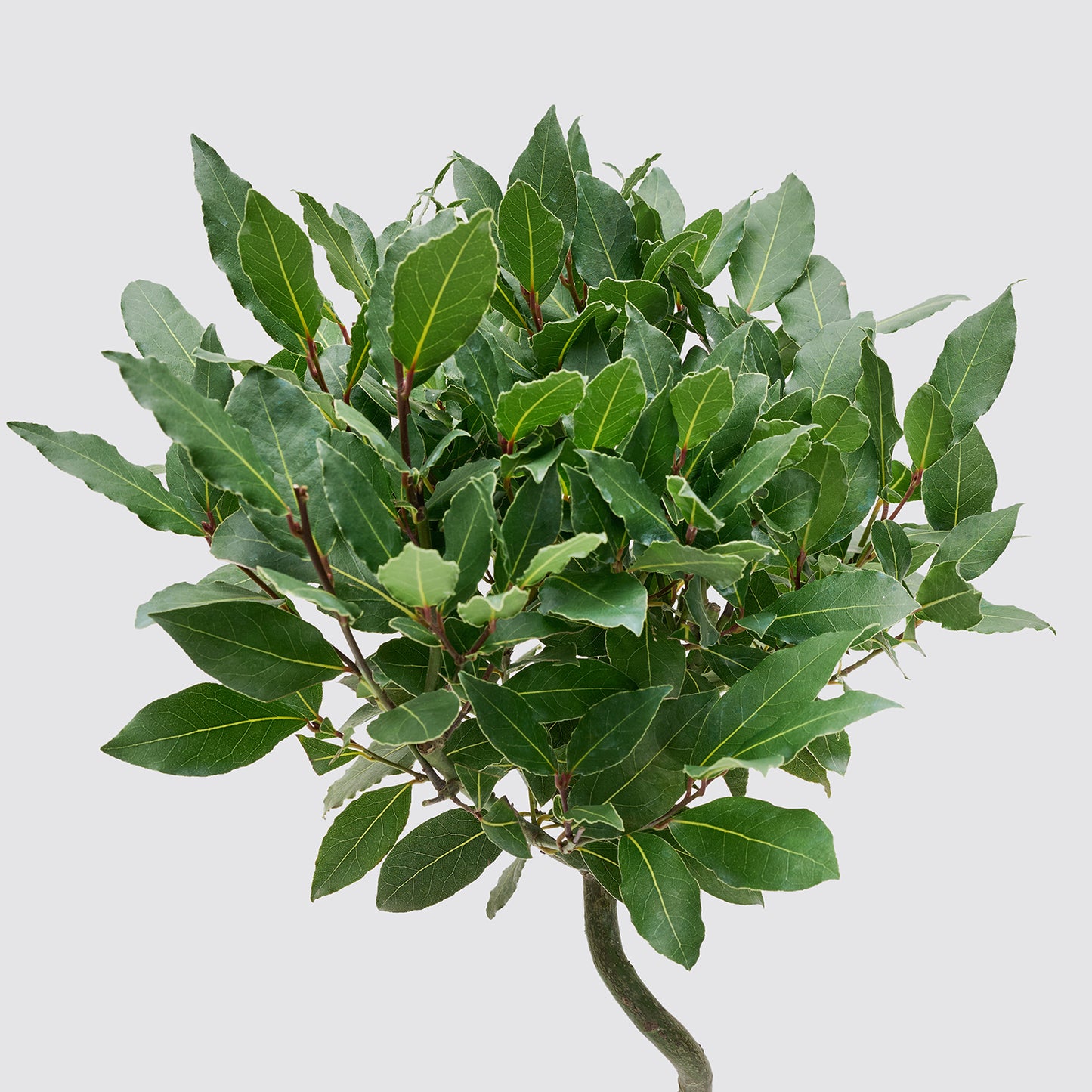 Twist Stem Bay Tree