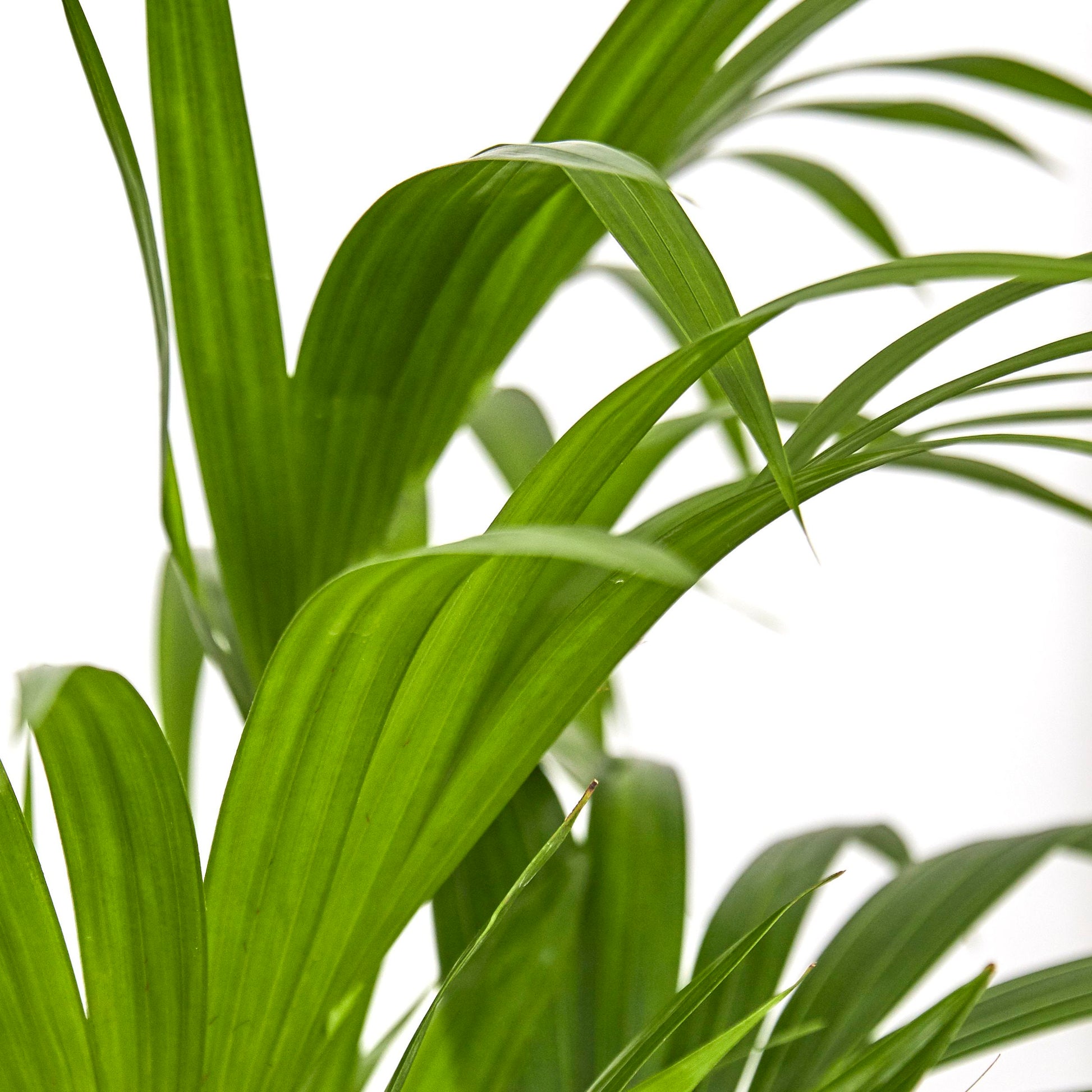 Kentia Palm