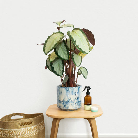 Calathea picturata