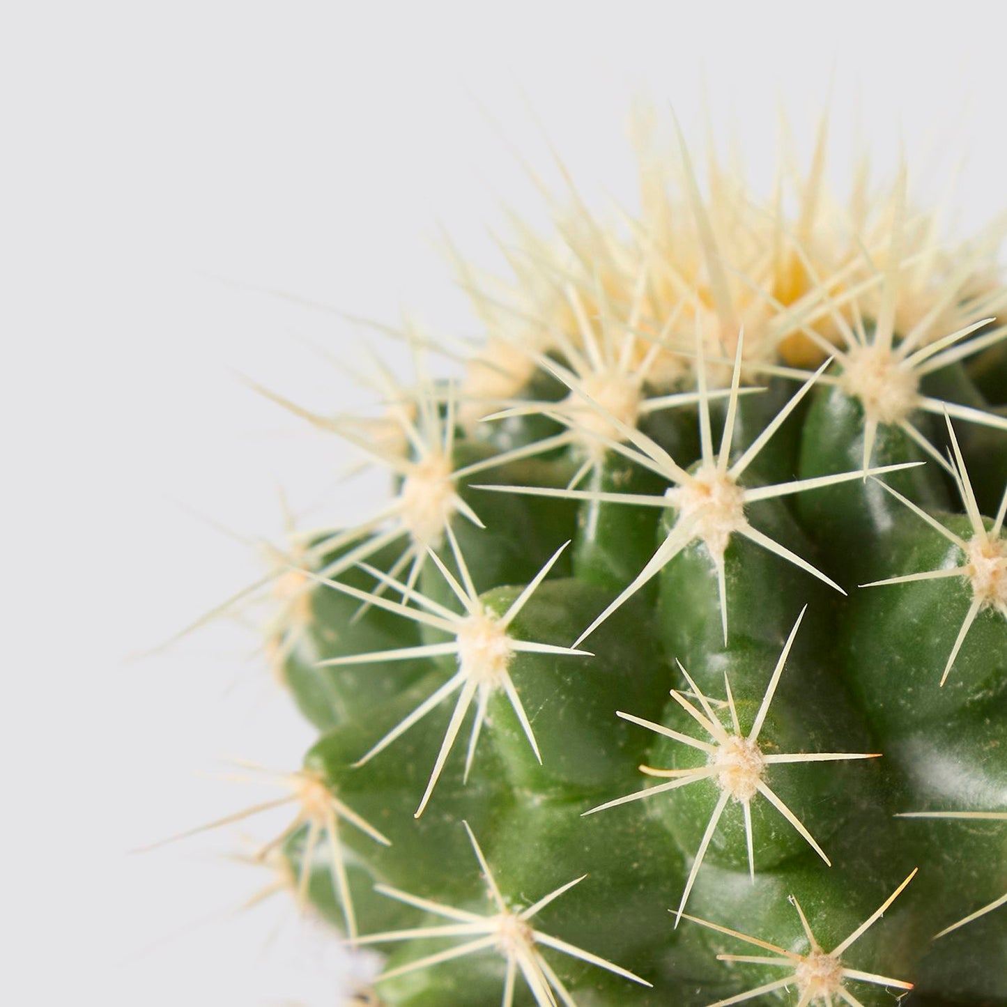 Echinocactus grusonii