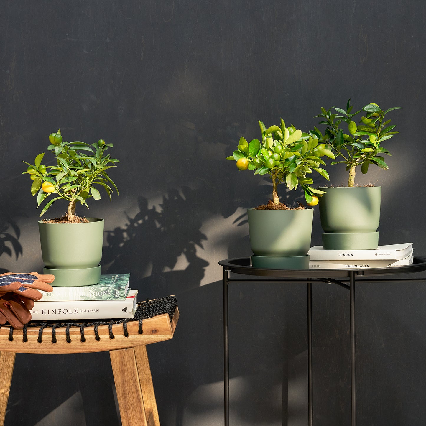 Mini citrus trio - Reservoir pots included | Patch Plants