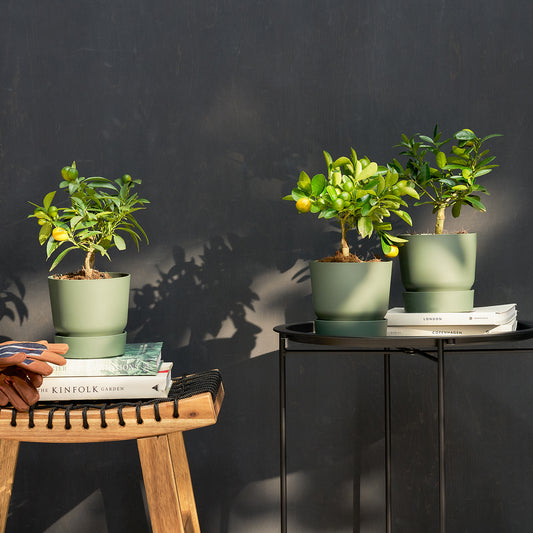 Mini citrus trio - Reservoir pots included | Patch Plants