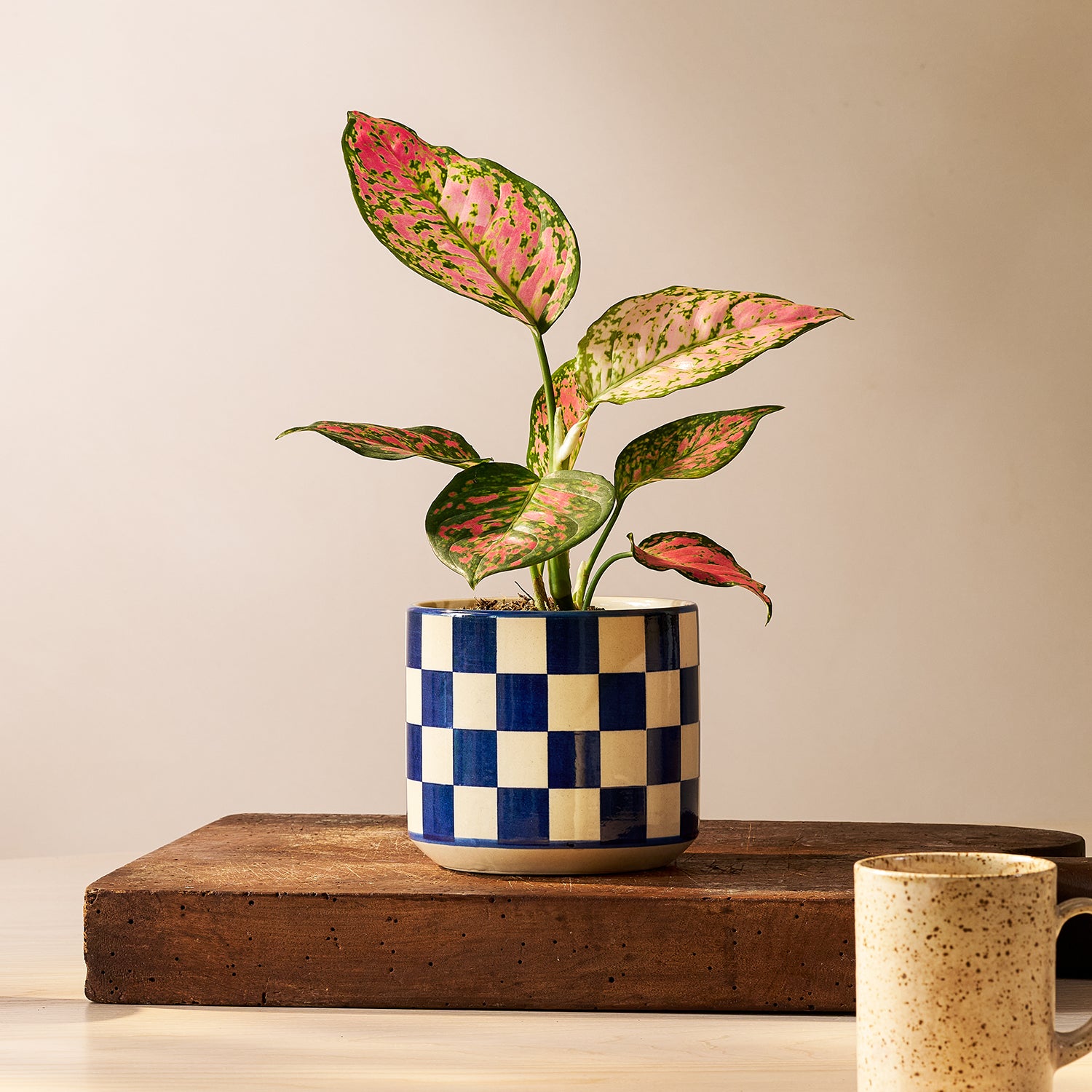 Aglaonema 'Crimson Love' | Patch Plants