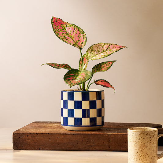 Aglaonema 'Crimson Love' | Patch Plants