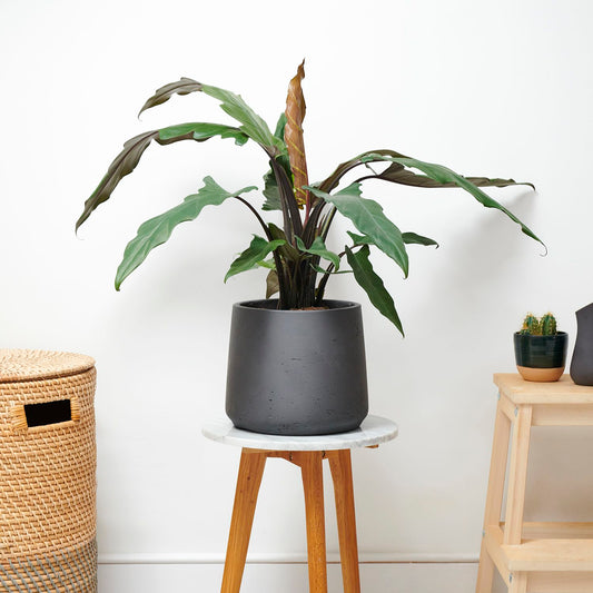 Alocasia lauterbachiana