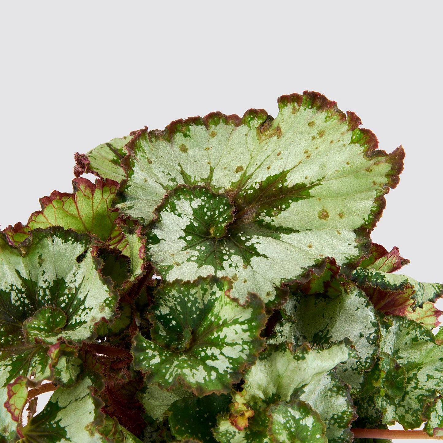 Begonia rex 'escargot'