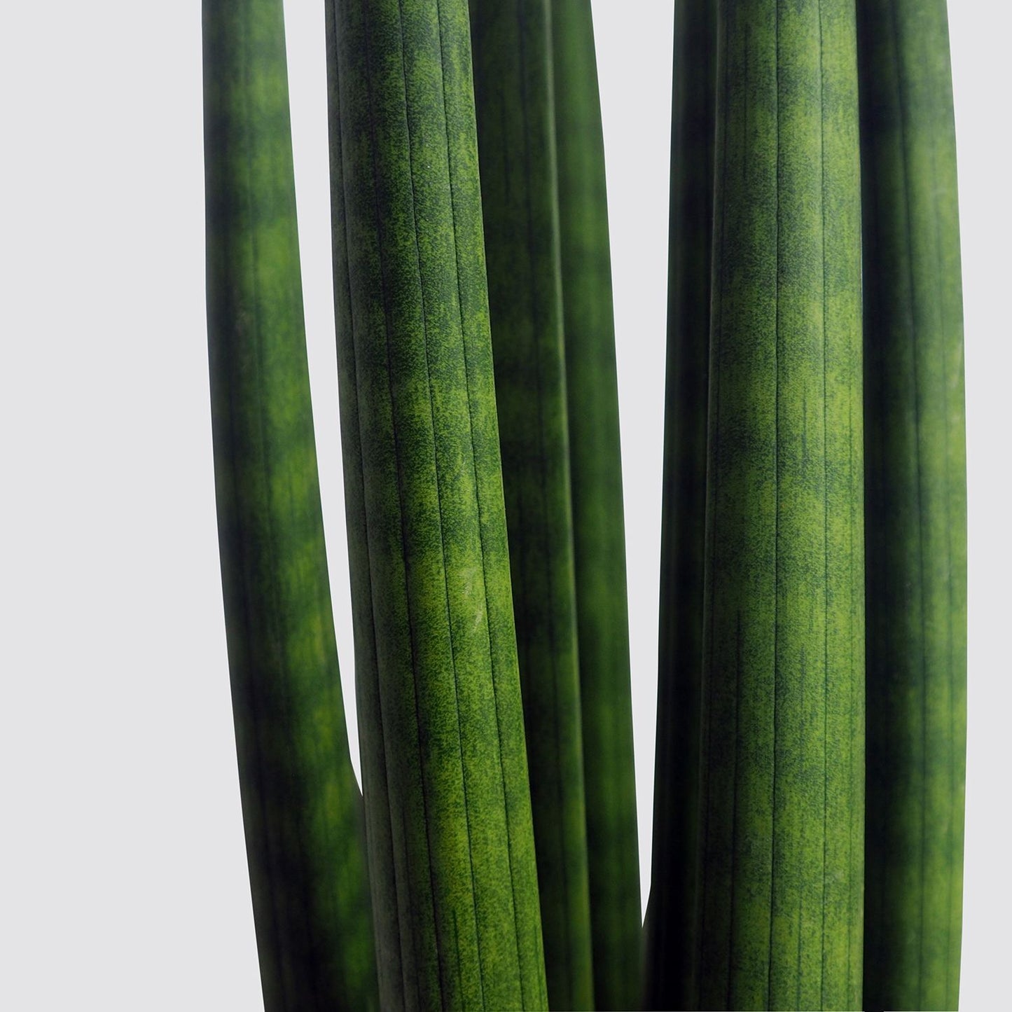Sansevieria cylindrica